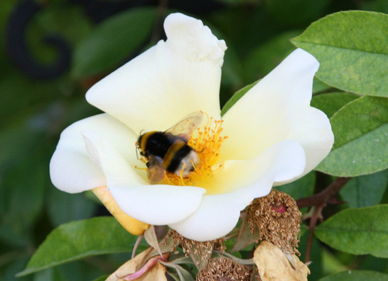 Un insetto posato su un fiore